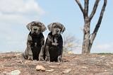 CANE CORSO 288